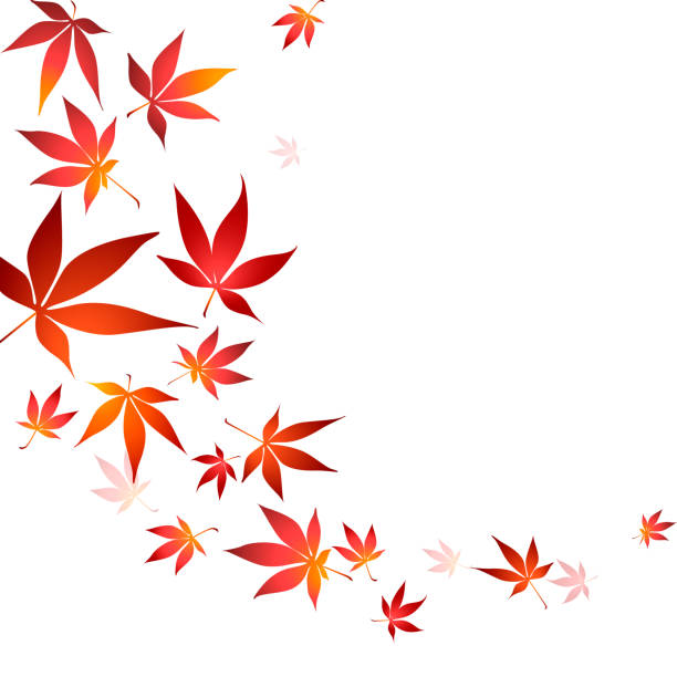 illustrations, cliparts, dessins animés et icônes de bordure des feuilles japonaises d’érable d’automne sur le fond blanc - japanese maple autumn leaf tree