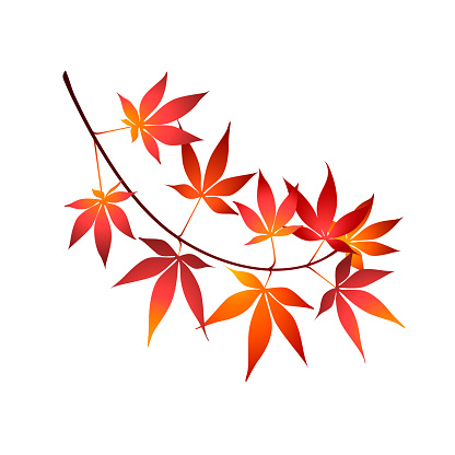 Japanese maple tree branch isolated on white background