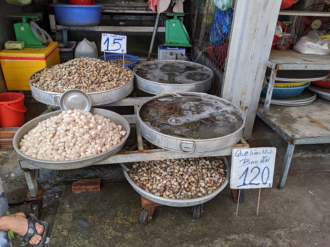 Fresh Raw Scallops for sale in market ,Vietnam