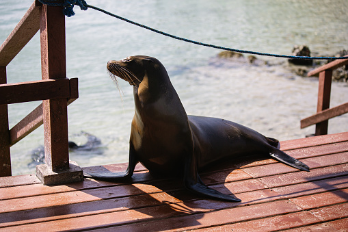 sea lions basking in the sun on the pier of Isabela island of Galapagos