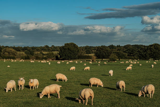 istock Sheep and lamb in the field 1271907324
