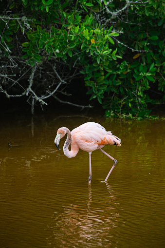 a lonely pink flamingo in a green lake and green bushes