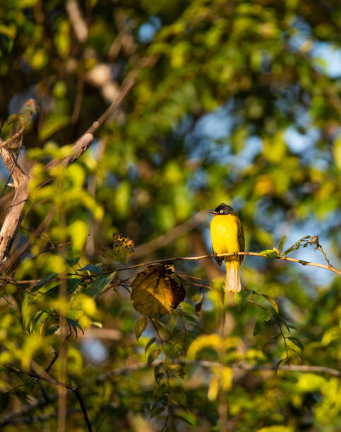istock Flame-throated bulbul. Kerala. 1271907882