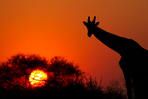 A silhouette of a giraffe with the sun setting in the Africa bush.