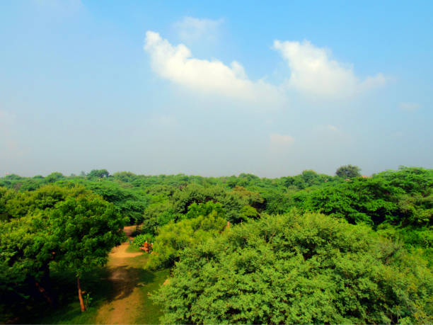 istock A view of the jungle 1271910248