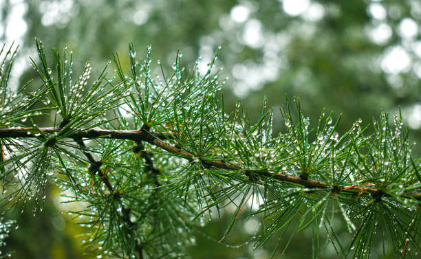 istock Coniferous in the September rain 1271911449