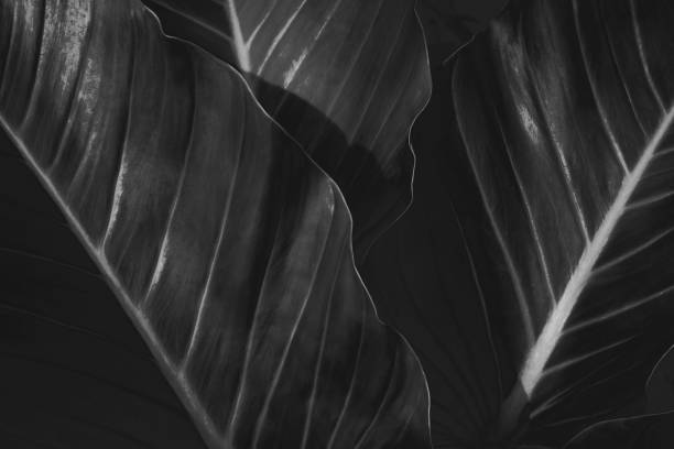 istock abstract green leaf texture, nature background, tropical leaf 1271912333