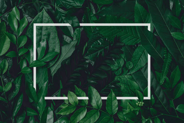 istock abstract green leaf texture, nature background, tropical leaf 1271912415