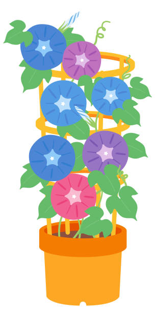 ilustraciones, imágenes clip art, dibujos animados e iconos de stock de la gloria de la mañana en maceta, en plena floración - campánula