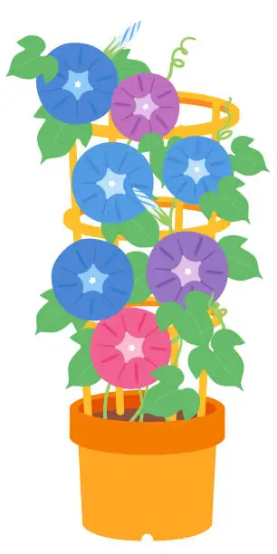 Vector illustration of Potted morning glory, in full bloom