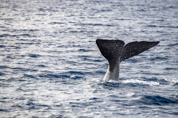istock Sperm Whale at sunset in mediterranean 1271913600