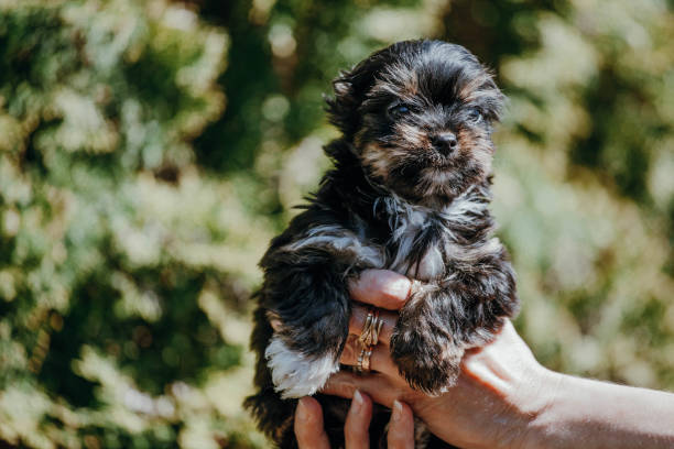 istock Dogs and love 1271913680