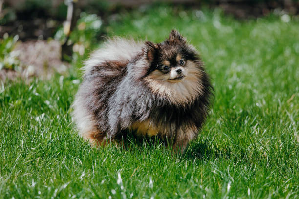 istock Dogs and love 1271914217
