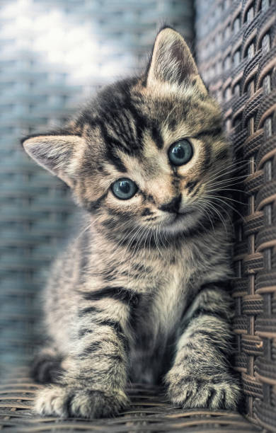 istock Tabby cat and small striped blue-eyed kitten 1271915201