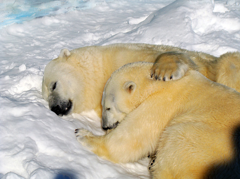 Couple of polar bears sleeping over snow