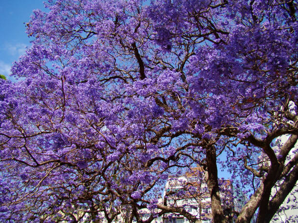 istock Purple flowers 1271915220