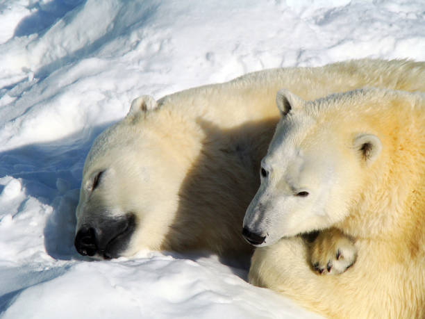 белые медведи - montreal winter city quebec стоковые фото и изображения