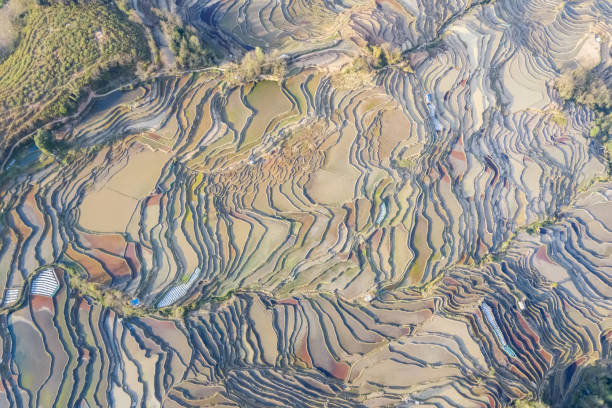 istock beautiful texture of terraced fields 1271915427