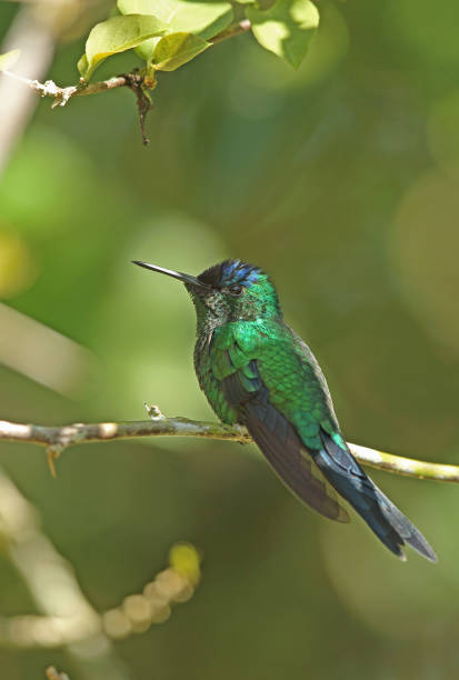 istock Violet-capped Woodnymph 1271915572
