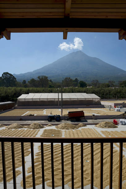 An organic coffee farm in the mountains of Panama, with red coffee cherries ready for harvest, Chiriqui highlands, Panama