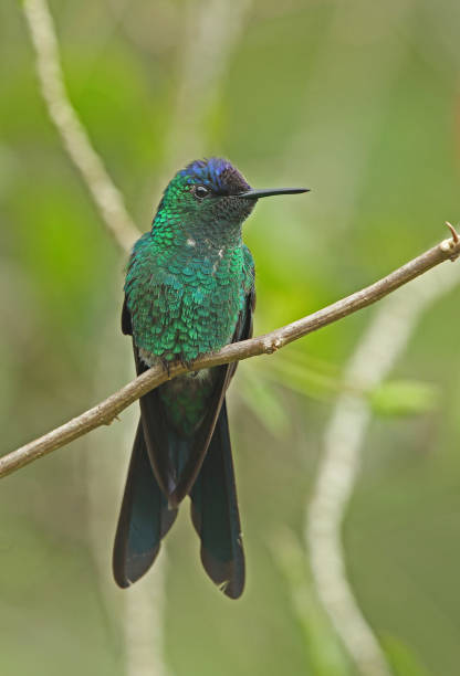 istock Violet-capped Woodnymph 1271915626