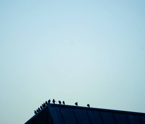 istock Birds enjoying each other’s company 1271916617