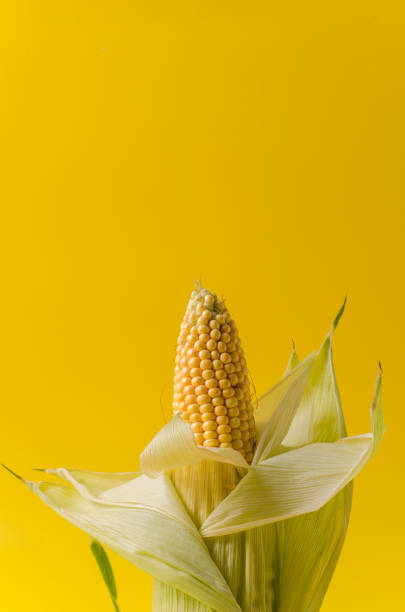 istock One ear of corn close-up on a yellow background. Vertical background, copy space 1271916694