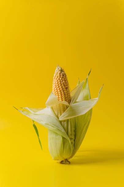 istock One ear of corn stands on a yellow background. Vertical background, copy space 1271916726