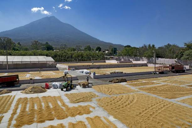 グアテマラ・アンティグアのコーヒー農園 - 西グアテマラ アンティグア ストックフォトと画像