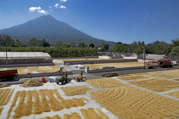 Large valleys in Boquete with coffee plantations, Panama -  stock photo