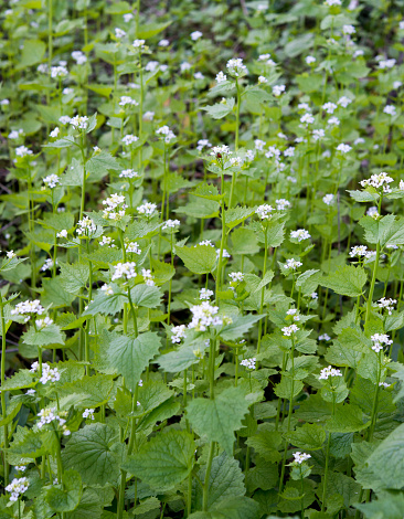 Invasive plants in Canada - Garlic Mustard, an edible plant native to Europe, was brought to North America in the 1800s by the European settlers and since then has spread all over the North America.