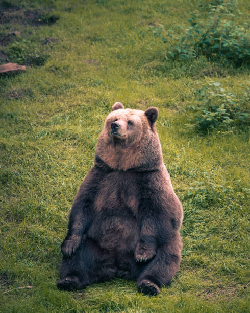 niedźwiedź brunatny siedzący w trawie - big bear zdjęcia i obrazy z banku zdjęć