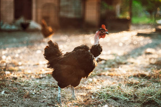 istock Naked neck rooster 1271918511