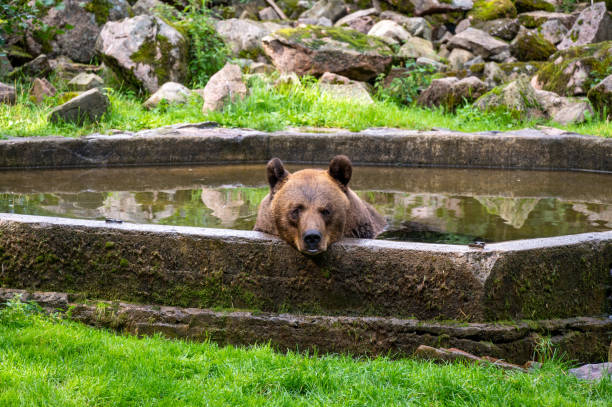 istock Brown bear resting in pool of water 1271918554