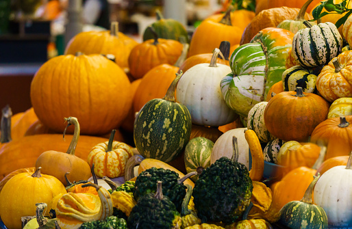 Various sizes, colors and shapes of pumpkins on the market