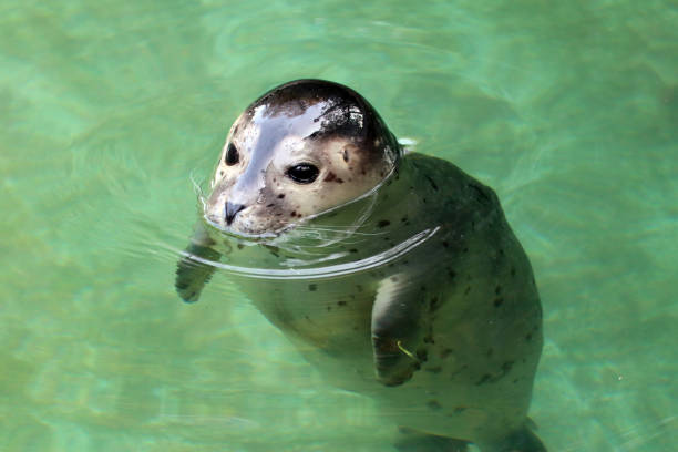 A young seal in a zoo