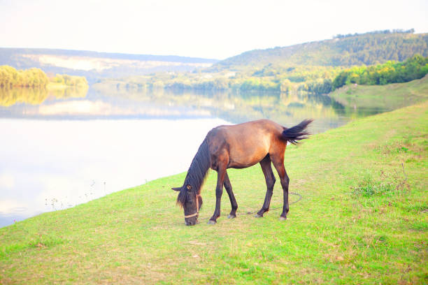 istock Tranquil scene with grazing horse 1271923733