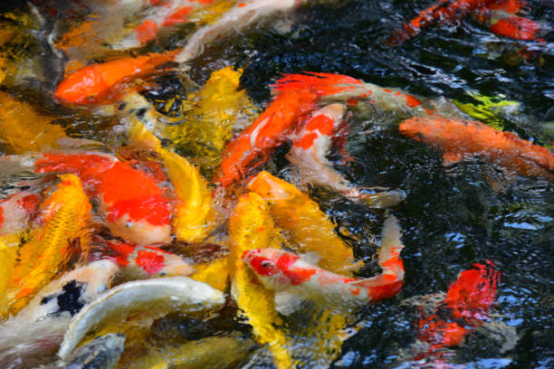 istock Blurred group of  fancy carp in water. 1271924992