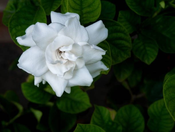 istock Gardenia Flower Blooming 1271925934