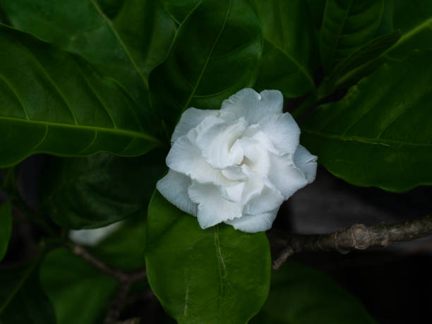istock Gardenia Rose Flower Blooming 1271925964