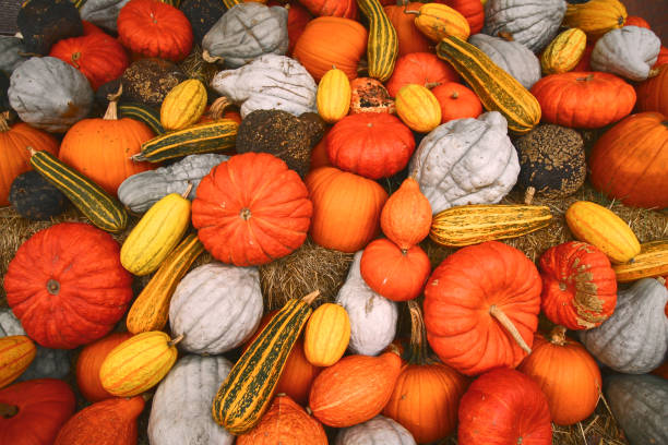 istock Autumnal pumpkins background. 1271926184