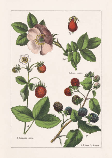 rosaceae, chromolithograph, erschienen 1895 - hagebutte stock-grafiken, -clipart, -cartoons und -symbole