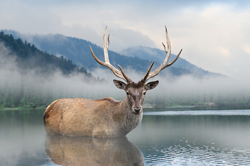 Beautiful deer stag swimming in lake on mist mountain landscape with fog