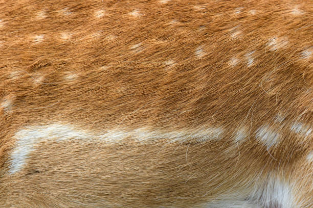 istock Real texture beautiful skin of spotted fallow deer 1271928760