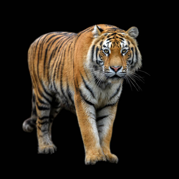 istock Close up Siberian or Amur tiger on black background 1271928773