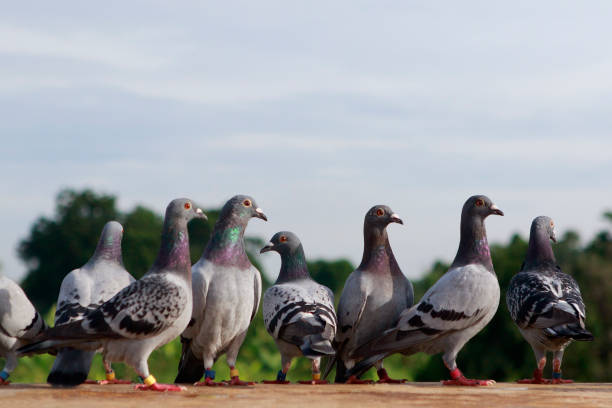 istock group of speed racing pigeon standing on roof 1271930816