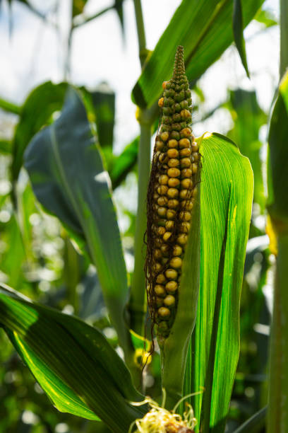 istock Ear of corn in a cornfield 1271931828