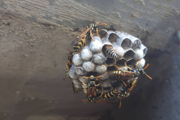 istock wasp sitting on wasp nest close up. Animal colony, macro 1271932488