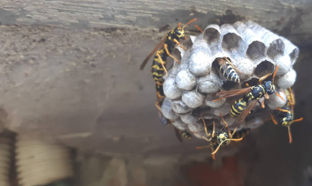 istock wasp sitting on wasp nest close up. Animal colony, macro 1271932501