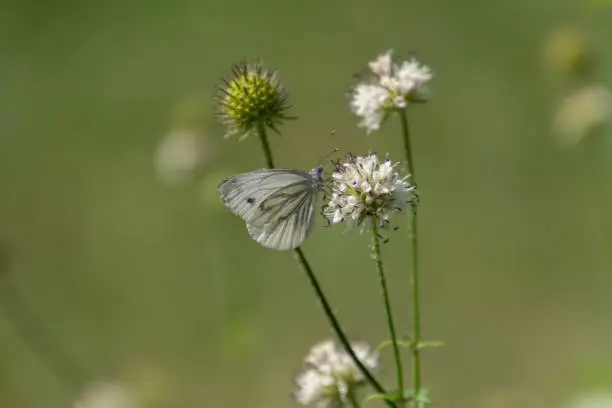 White cabbage butterfly, also called Pieris rapae or Kleiner Kohlweissling